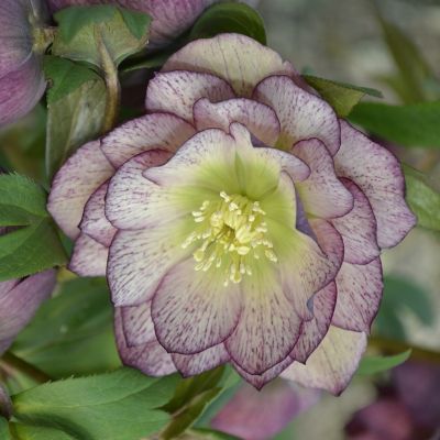 Морозник Дабл Визион Морозник Дабл Визион - Dolina-Sad.Ru