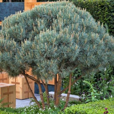 Сосна обыкновенная Ватерери фото