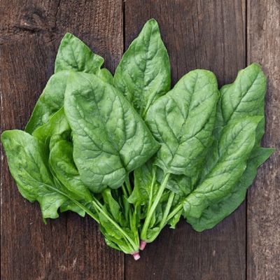 Шпинат Матадор Шпинат Матадор фото