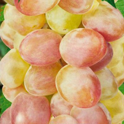 Виноград Бийская роза - Dolina-Sad.Ru