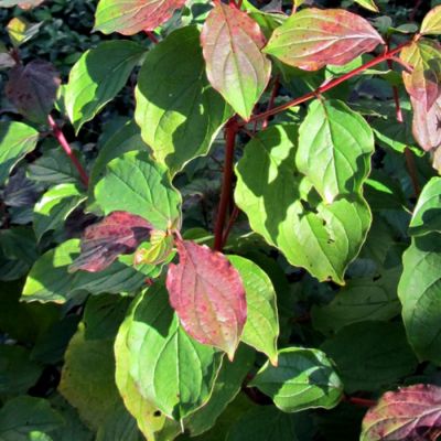 Дерен кроваво-красный Винтер Бьюти Дерен кроваво-красный Винтер Бьюти - Dolina-Sad.Ru