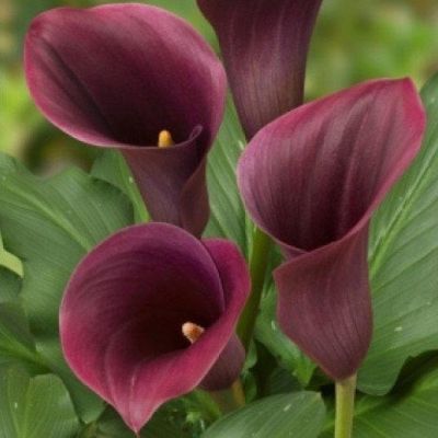 Калла Капитан Рено Калла Капитан Рено фото