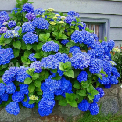 Гортензия крупнолистная Блауэр Цверг Гортензия крупнолистная Блауэр Цверг фото