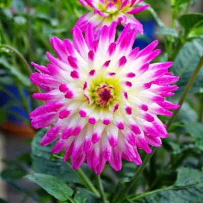 Георгина Веритэйбл Георгина Веритэйбл фото