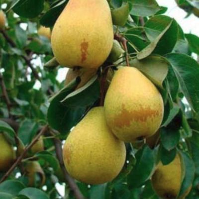 Груша Дуля Астраханская Груша Дуля Астраханская - Dolina-Sad.Ru