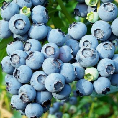 Комплект Голубики (Блю Кроп+Дюк) Комплект Голубики (Блю Кроп+Дюк) фото