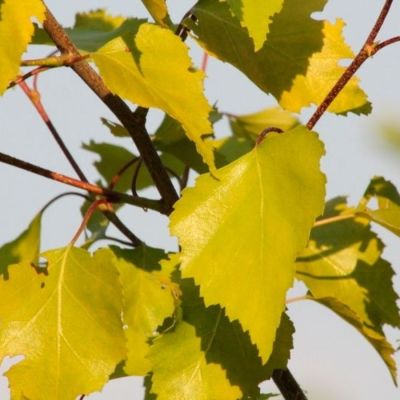 Береза повислая Шневердингер Гольдбирк, С3 Береза повислая Шневердингер Гольдбирк, С3 - Dolina-Sad.Ru