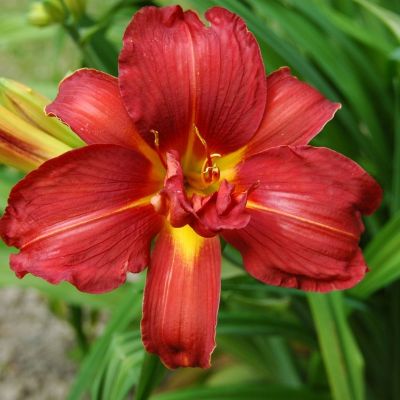 Лилейник Дабл Файеркрекер - Dolina-Sad.Ru