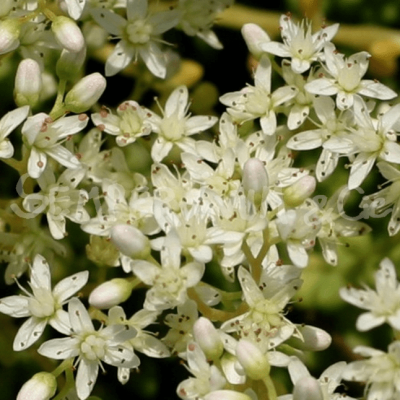 Седум белый Хлоротикум фото