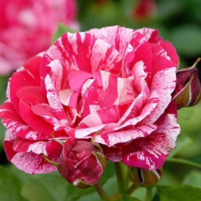 Роза Папагено Роза Папагено - Dolina-Sad.Ru