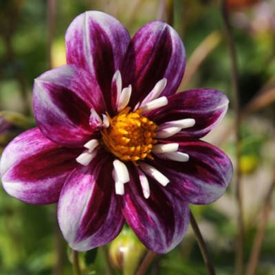 Георгина Импрешен Фабула Георгина Импрешен Фабула - Dolina-Sad.Ru