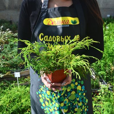 Кипарисовик горохоплодный Филифера Ауреа Кипарисовик горохоплодный Филифера Ауреа - Dolina-Sad.Ru