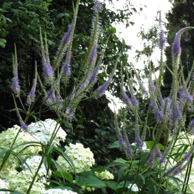 Вероникаструм виргинский Аполло Вероникаструм виргинский Аполло - Dolina-Sad.Ru