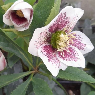 Морозник Боллим - Dolina-Sad.Ru