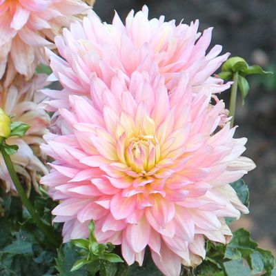 Георгина Экстаз Георгина Экстаз фото