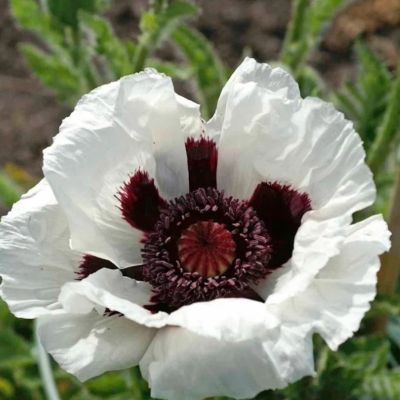 Мак Казино - Dolina-Sad.Ru