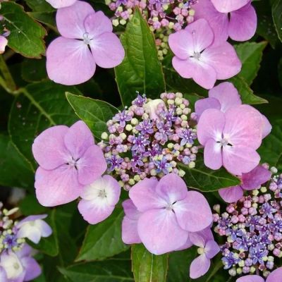 Гортензия Мариеси Перфекта, С2 Гортензия Мариеси Перфекта, С2 - Dolina-Sad.Ru