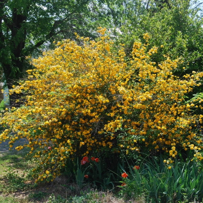 Керрия японская Керрия японская - Dolina-Sad.Ru