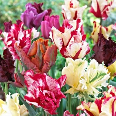 Тюльпан Пэррот Микс Тюльпан Пэррот Микс фото