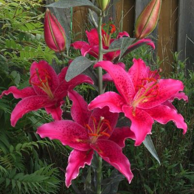 Лилия Гомера Лилия Гомера - Dolina-Sad.Ru