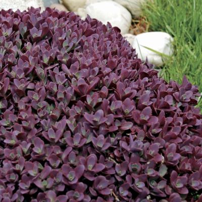 Седум Санспарклер Фаеркрекер , P9 Седум Санспарклер Фаеркрекер , P9 фото