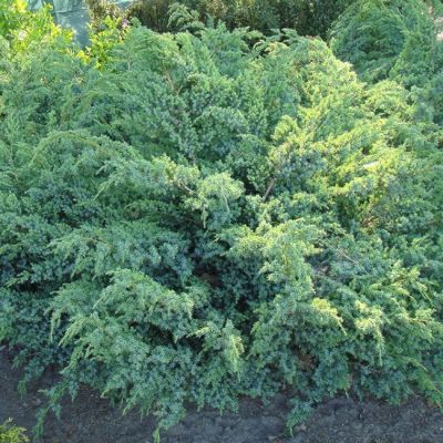 Можжевельник чешуйчатый Блю Свид Можжевельник чешуйчатый Блю Свид фото