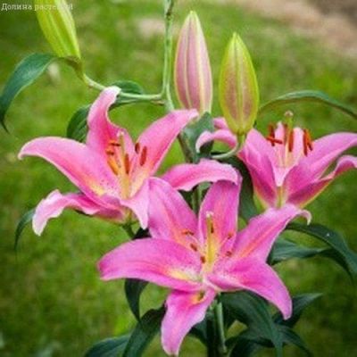 Лилия Маунт Кук Лилия Маунт Кук фото