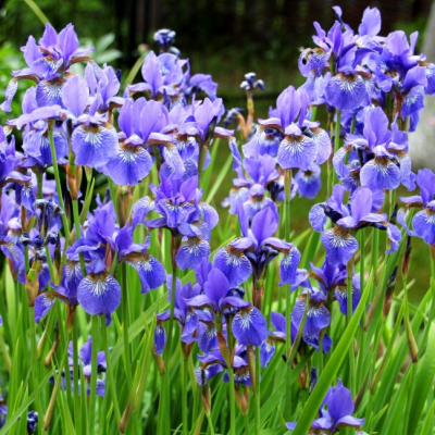 Ирис сибирский Ирис сибирский фото