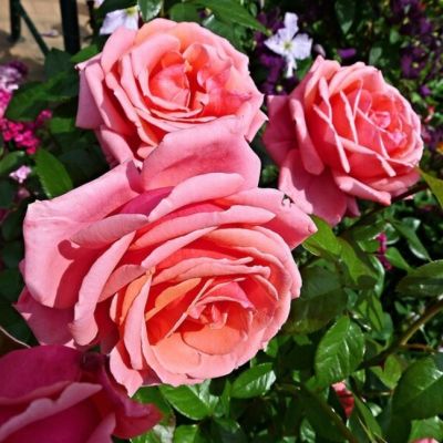 Роза Бермуда Роза Бермуда - Dolina-Sad.Ru