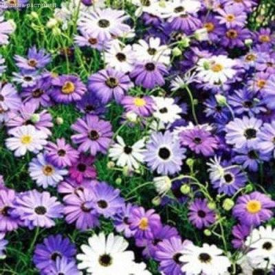 Брахикома Иберисолистная Маргарита Брахикома Иберисолистная Маргарита фото