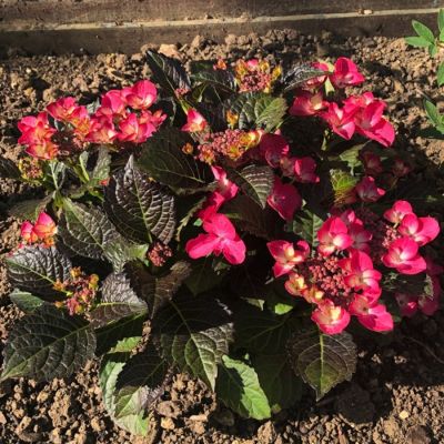 Гортензия крупнолистная Дарк Энджел - Dolina-Sad.Ru