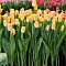 Тюльпан Голден Династи Тюльпан Голден Династи фото