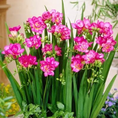 Фрезия Дабл пинк Фрезия Дабл пинк фото