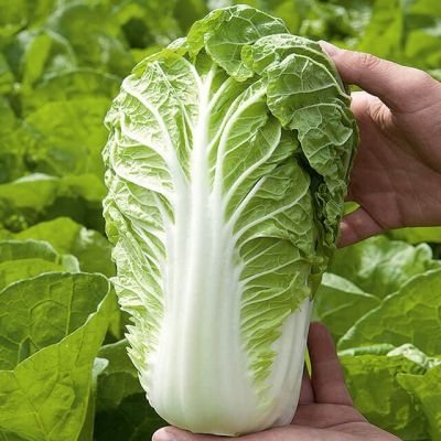 Капуста пекинская Маноко F1 (Голландия) Капуста пекинская Маноко F1 (Голландия) фото