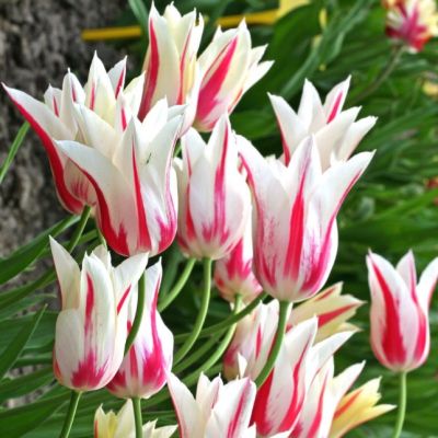 Тюльпан Мэрилин Тюльпан Мэрилин фото