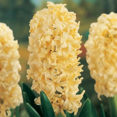 Гиацинт Хермион Гиацинт Хермион фото