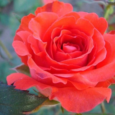 Роза Джелика в горшке - Dolina-Sad.Ru