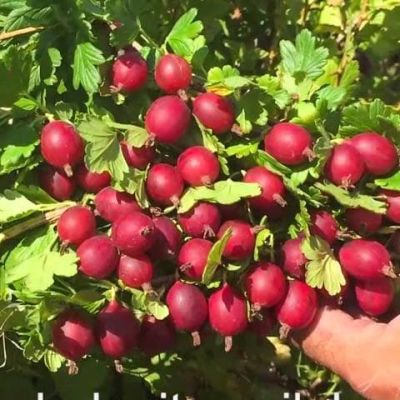 Крыжовник Машека Крыжовник Машека фото