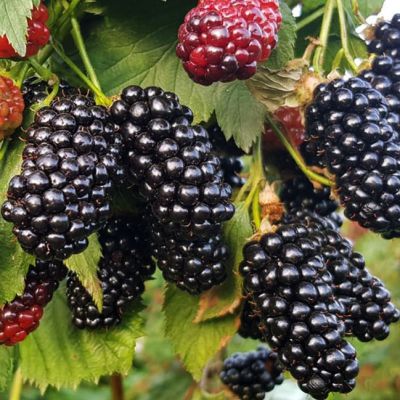 Ежевика Гигантская Натчез Ежевика Гигантская Натчез фото