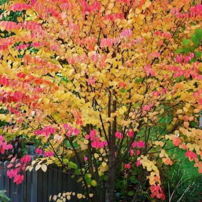 Багрянник Японский Багрянник Японский фото