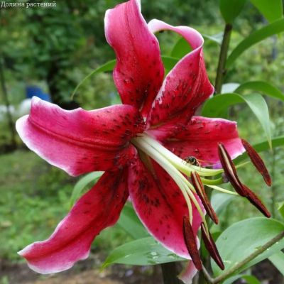 Лилия Мисс Фея Лилия Мисс Фея фото