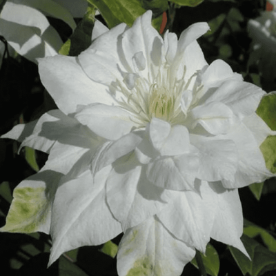 Клематис Калседони, С2 Клематис Калседони, С2 фото