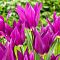Тюльпан Алиби фото