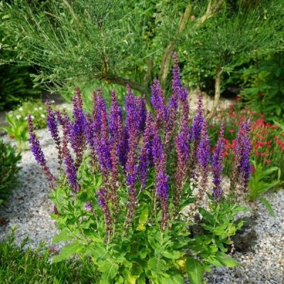 Шалфей Сэнсэйшн Медиум Виолет Шалфей Сэнсэйшн Медиум Виолет - Dolina-Sad.Ru