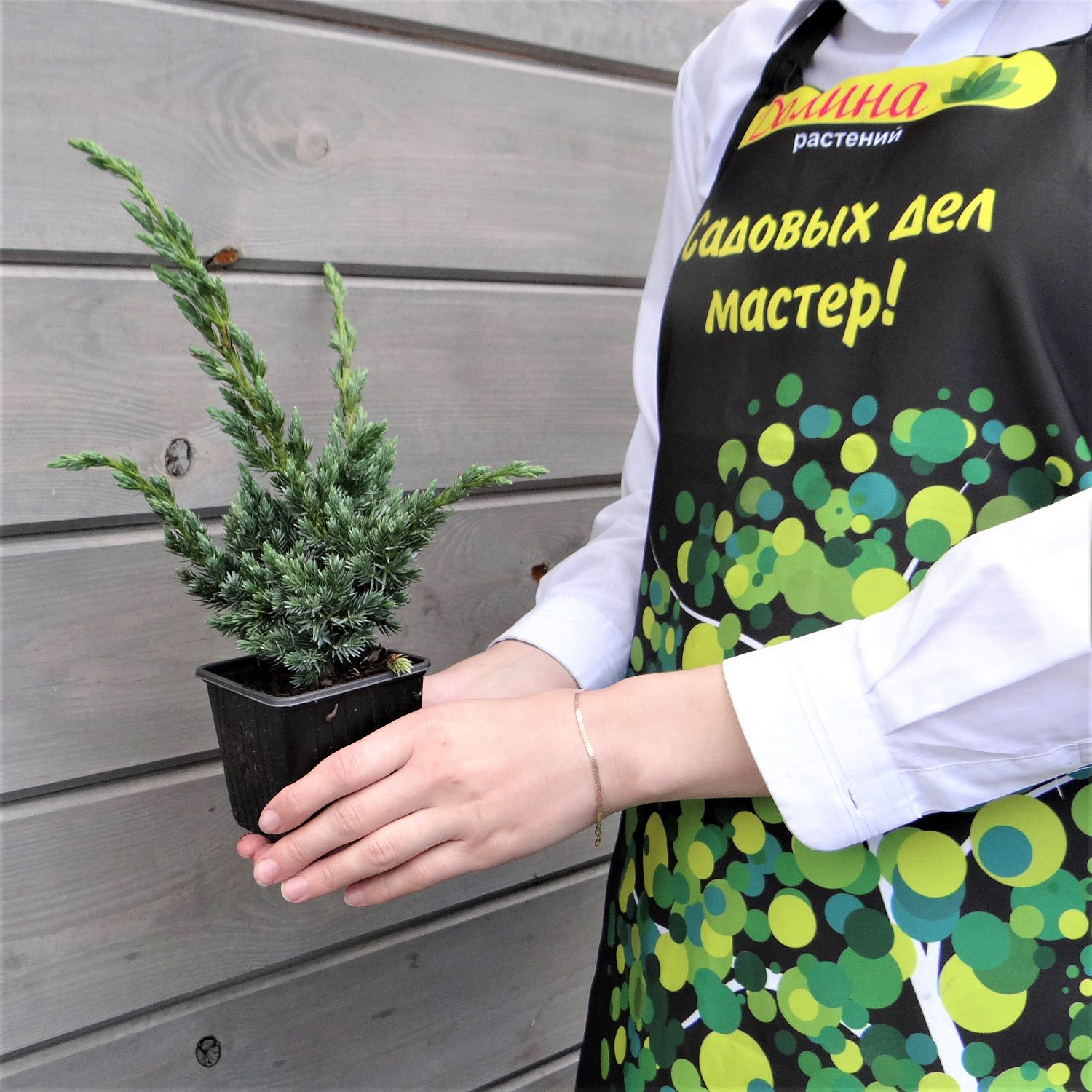 Можжевельник чешуйчатый Мейери Можжевельник чешуйчатый Мейери фото