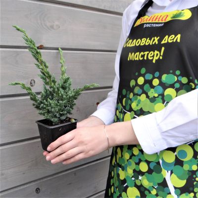 Можжевельник чешуйчатый Мейери Можжевельник чешуйчатый Мейери фото