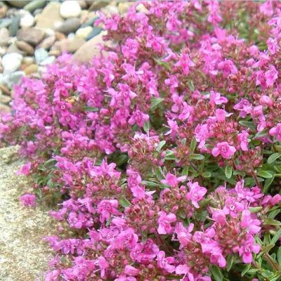 Тимьян Пурпуртепич , P9 Тимьян Пурпуртепич , P9 фото