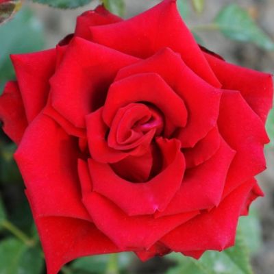 Роза Мерседес Роза Мерседес - Dolina-Sad.Ru