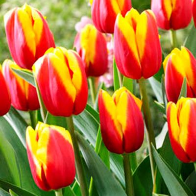 Тюльпан Андре Ситроен Тюльпан Андре Ситроен фото