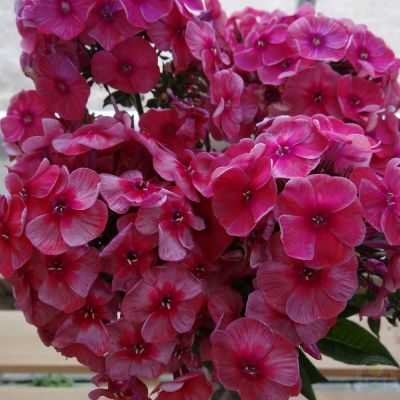 Флокс метельчатый Старс энд Страйпс Флокс метельчатый Старс энд Страйпс - Dolina-Sad.Ru